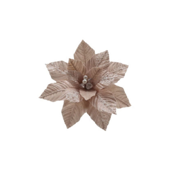 Frosted Champagne Poinsettia - 25 cm